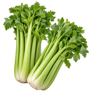 Селера